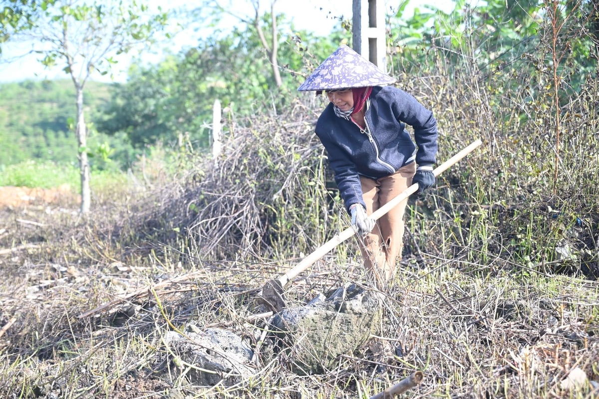 Gieo 'hạt vàng' trên vùng đá đen